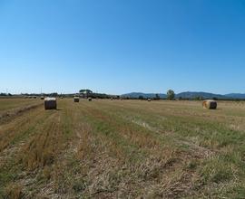 Azienda agricola 53 ha Grosseto