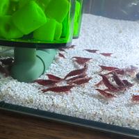 Caridine gamberetti per acquario accessori