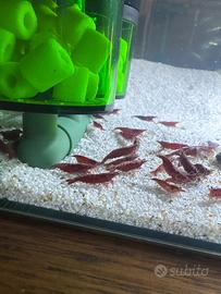 Caridine gamberetti per acquario accessori