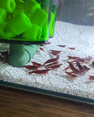 Caridine gamberetti per acquario accessori