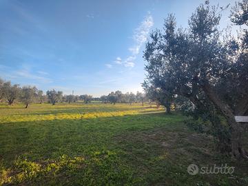 Terreno in località Foresta,agro di Cutrofiano LE