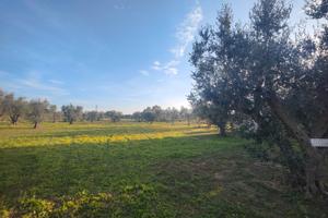 Terreno in località Foresta,agro di Cutrofiano LE