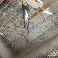 Disponibile coppia di calopsite riproduttiva