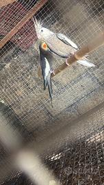 Disponibile coppia di calopsite riproduttiva