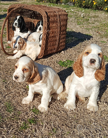 Cocker spaniel cuccioli