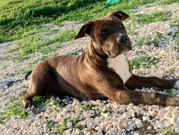 Amstaff con pedigree