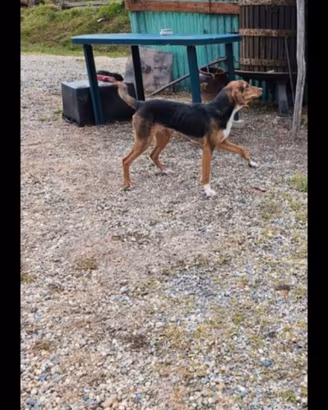 Cucciola bruno del giura