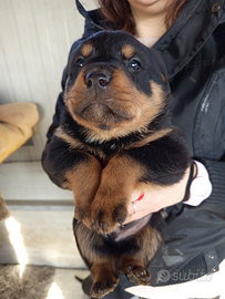 Rottweiler