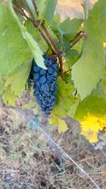 Uva primitivo