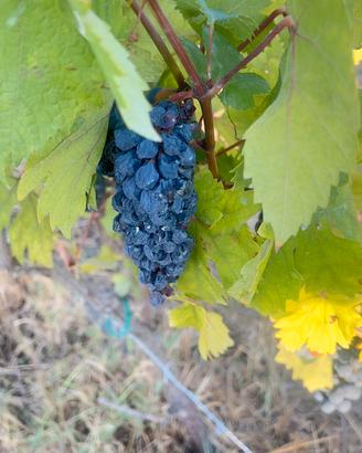 Uva primitivo