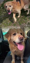 Solo per veri amanti di cani