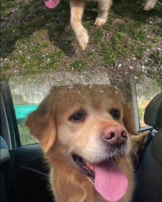 Solo per veri amanti di cani