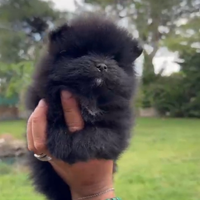 Volpini di Pomerania
