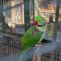 Parrocchetto Grande Alessandrino