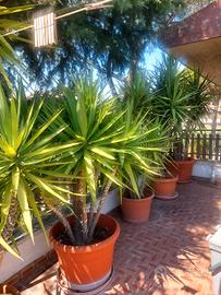 Yucca/tronchetto della felicità Torre Gaia