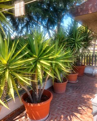 Yucca/tronchetto della felicità Torre Gaia
