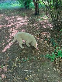 Lagotto tartufo