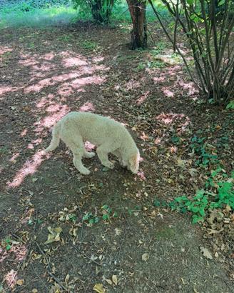 Lagotto tartufo