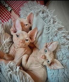 Sphynx cucciola