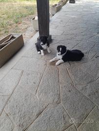 Cuccioli di pastore biellese