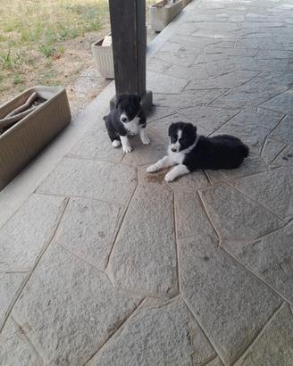 Cuccioli di pastore biellese