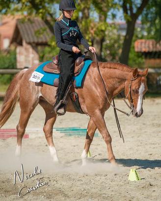 Fida Quarter Horse