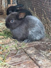 Cuccioli coniglio