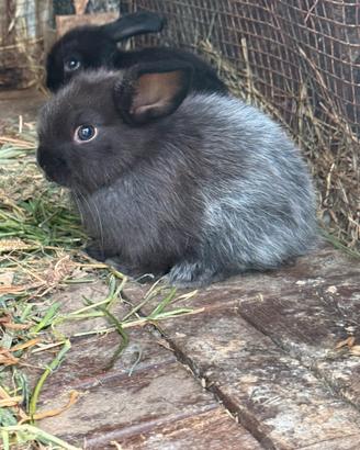 Cuccioli coniglio