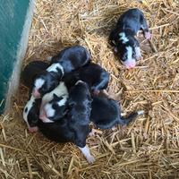 Cuccioli Border Collie