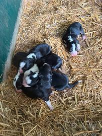 Cuccioli Border Collie