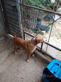 CANI DA CACCIA PER CONIGLIO