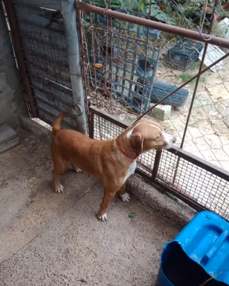 CANI DA CACCIA PER CONIGLIO