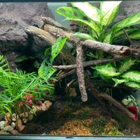 Terrario 60x60 - Perfetto per Geco e Rane Freccia