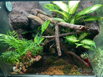 Terrario 60x60 - Perfetto per Geco e Rane Freccia