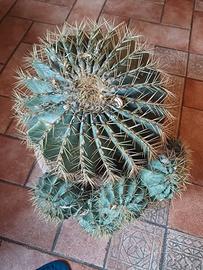 FEROCACTUS 