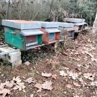 Arnie Usate in buone condizioni