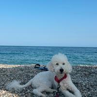 Barboncino per accoppiamento