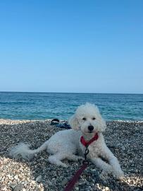 Barboncino per accoppiamento