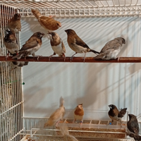 Locura .Passeri Giappone coppia