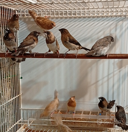 Locura .Passeri Giappone coppia