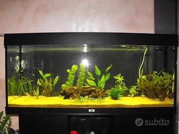 acquario rio 240 juwel