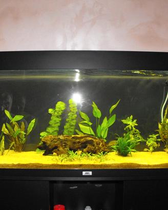 acquario rio 240 juwel