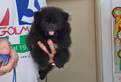 Spitz di Pomerania