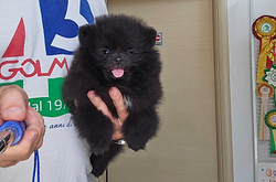 Spitz di Pomerania