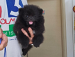 Spitz di Pomerania