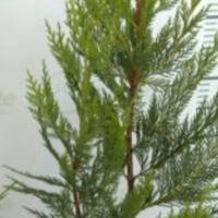 Piante Laylandii siepe alta e folta