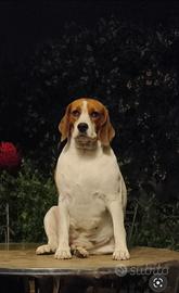 Beagle