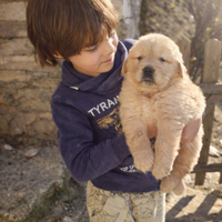 Maschio di golden americano