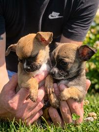 Cuccioli di chiwawa chihuahua