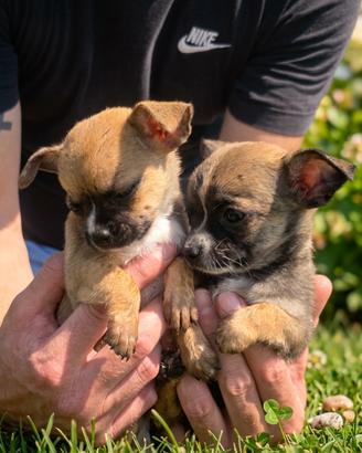 Cuccioli di chiwawa chihuahua
